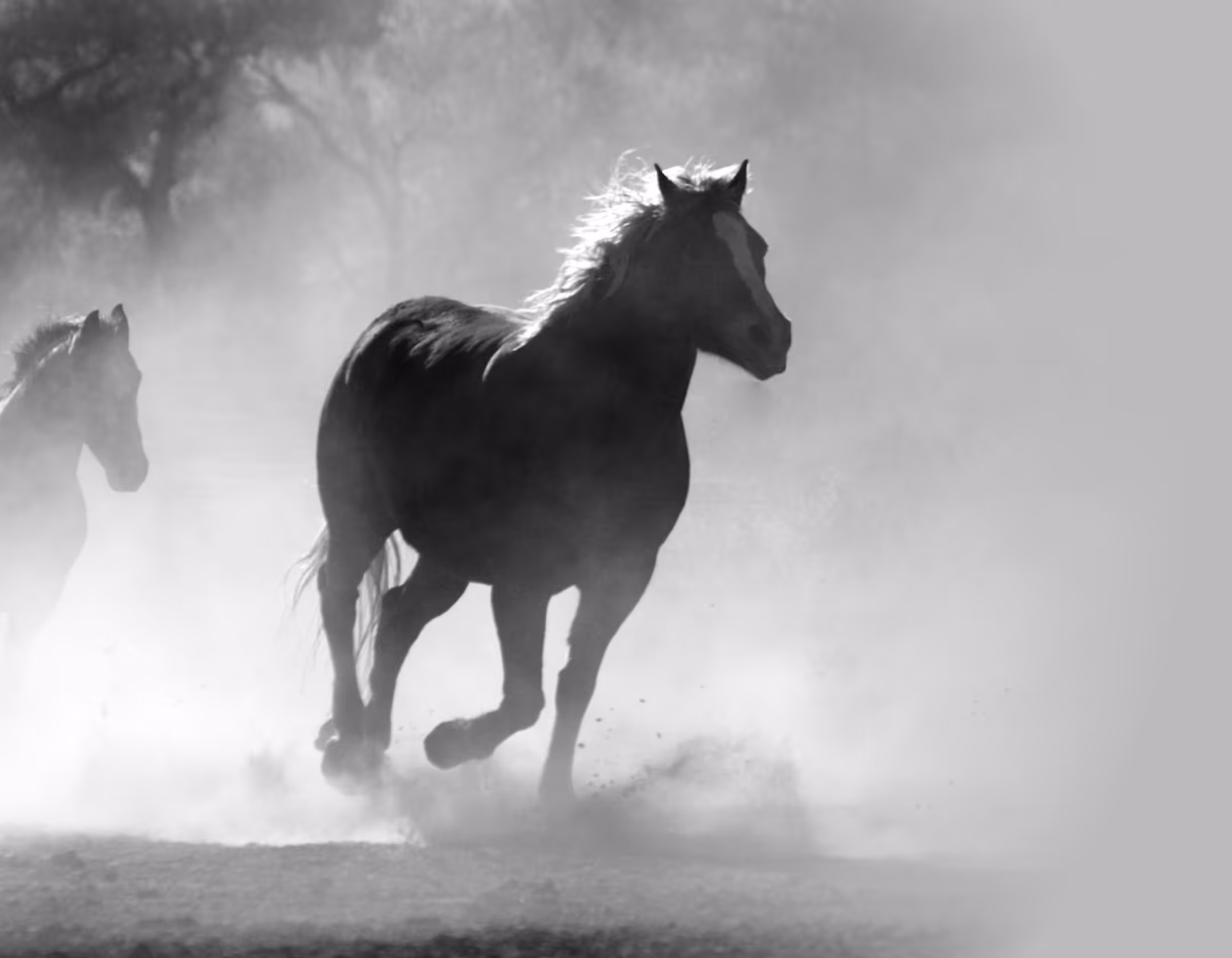 Majestic Horse in Motion – Elegant Animal Photography A powerful brown horse running freely with its mane flowing, captured in natural light.