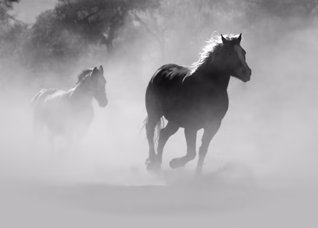 Majestic Horse in Motion – Elegant Animal Photography A powerful brown horse running freely with its mane flowing, captured in natural light.
